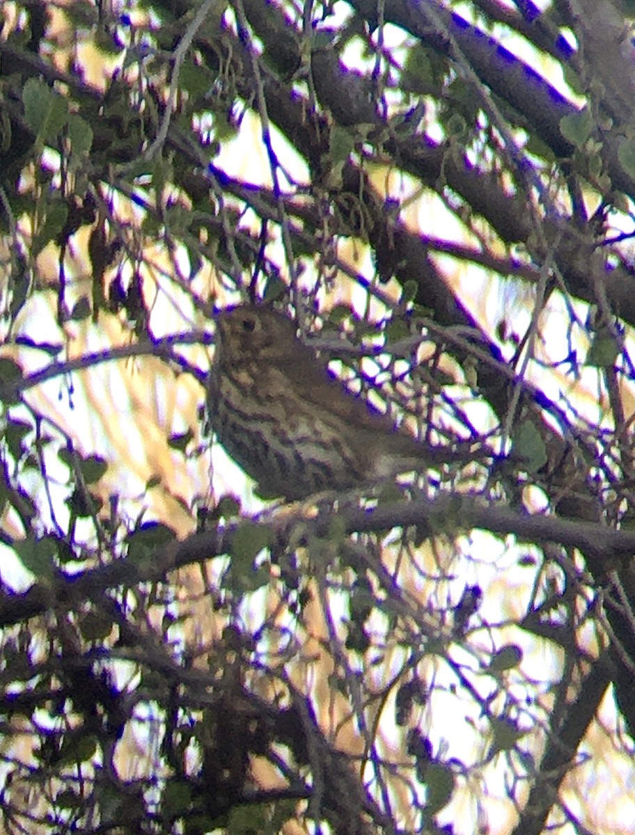 Song Thrush - ML315733161