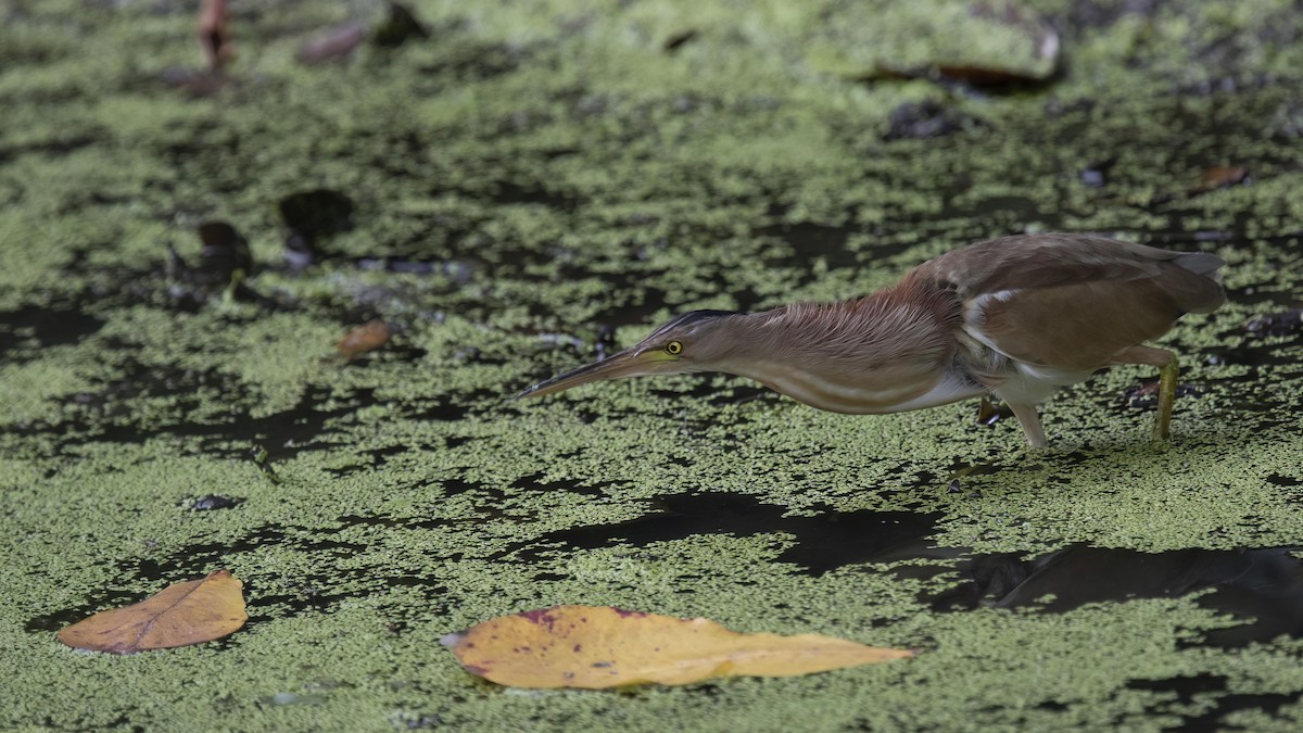 Yellow Bittern - ML315735131