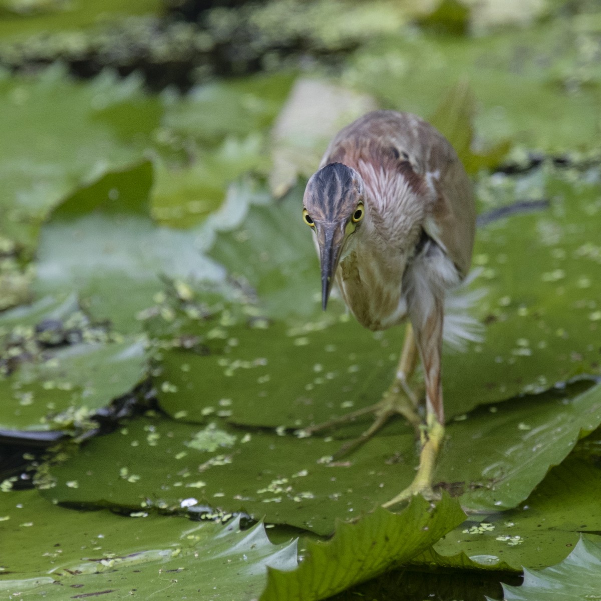 Yellow Bittern - ML315735251