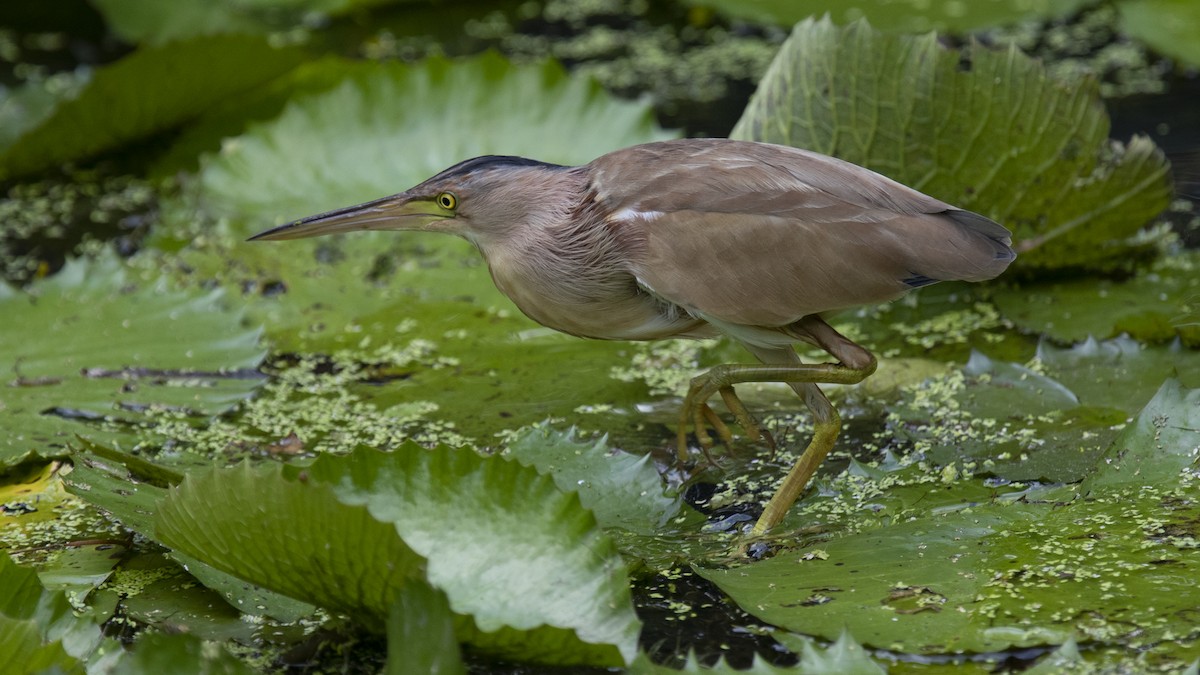 Yellow Bittern - ML315735271