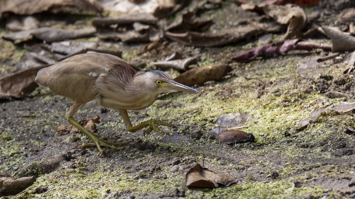 Yellow Bittern - ML315735331