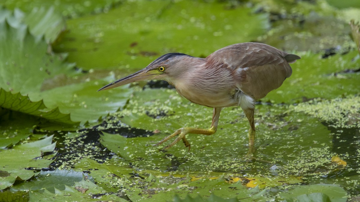 Yellow Bittern - ML315735361