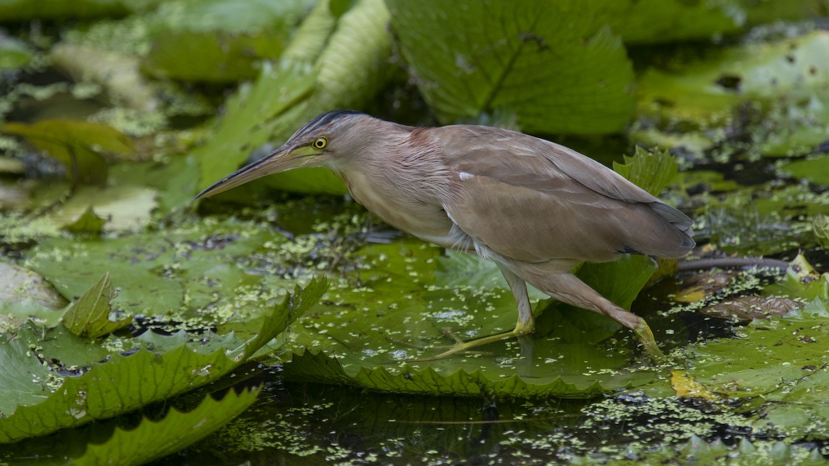 Yellow Bittern - ML315735371