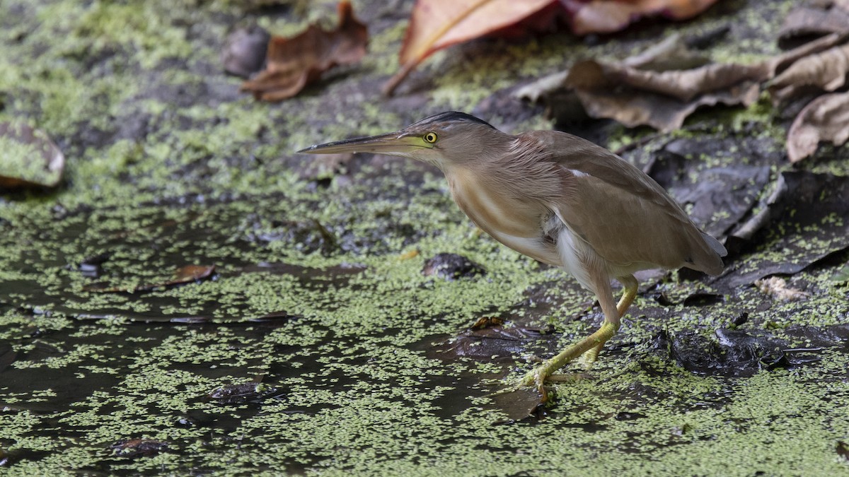 Yellow Bittern - ML315735391