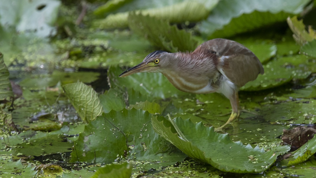 Yellow Bittern - ML315735521