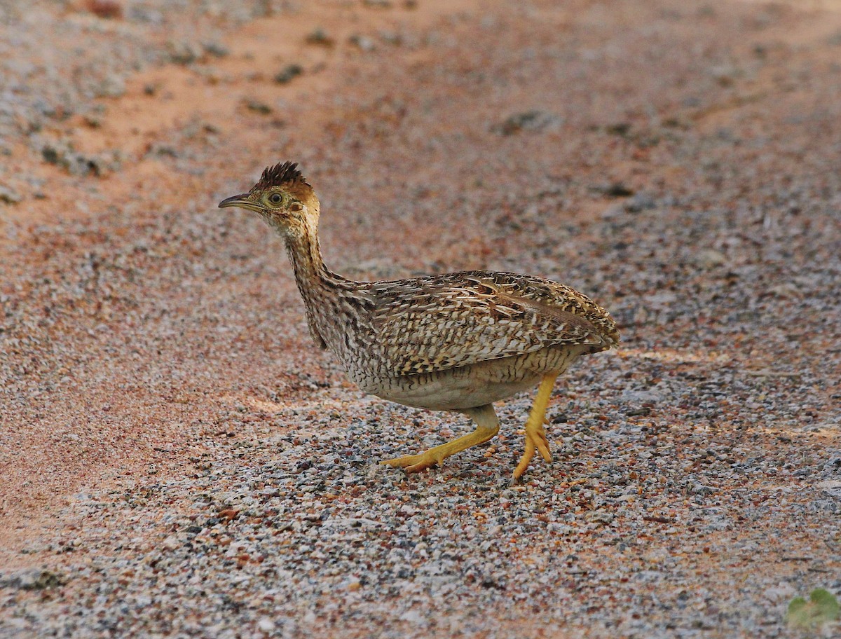 White-bellied Nothura - ML315735861