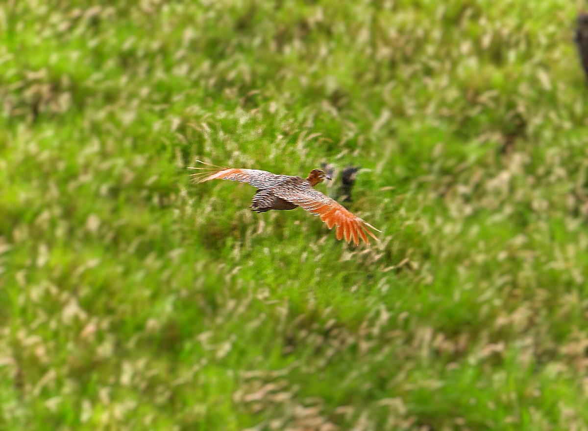 Red-winged Tinamou - ML315736001
