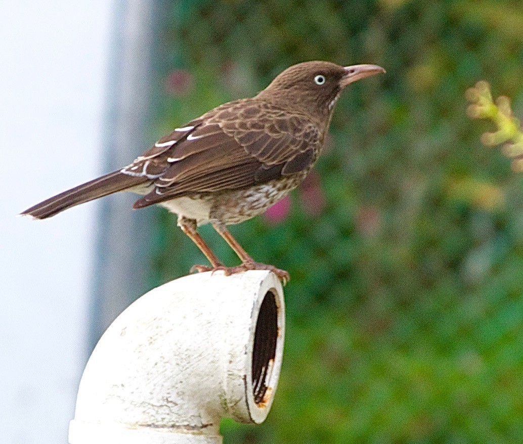 Pearly-eyed Thrasher - Karl Overman