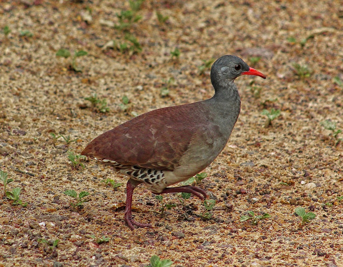 Tataupa Tinamou - ML315736631