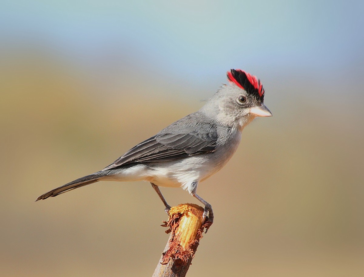 Pileated Finch - ML315736811