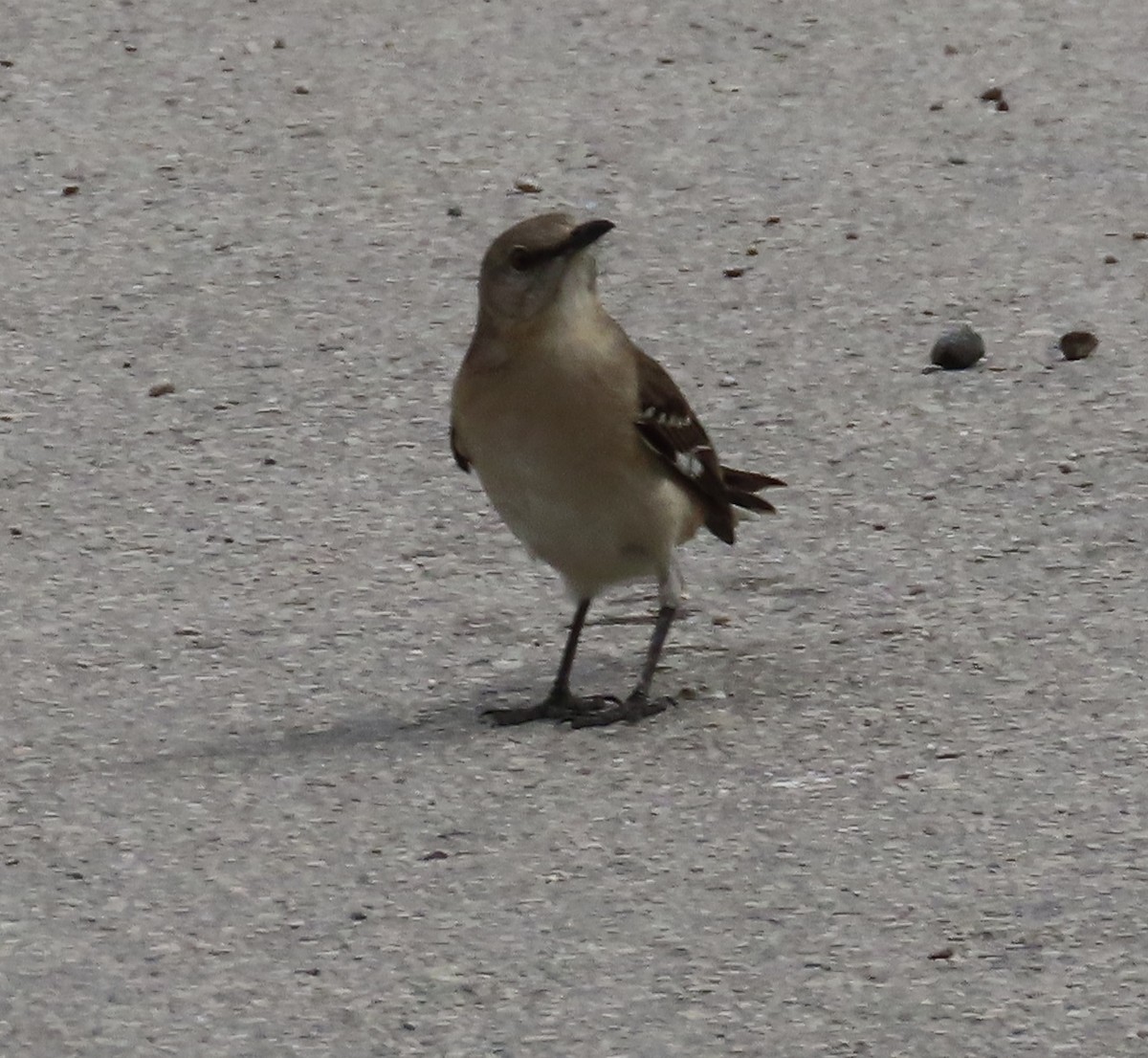 Northern Mockingbird - ML315737481