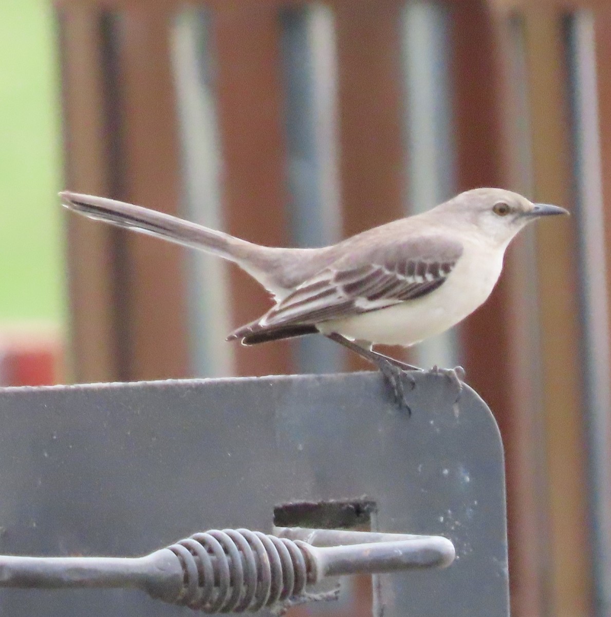 Northern Mockingbird - ML315737501