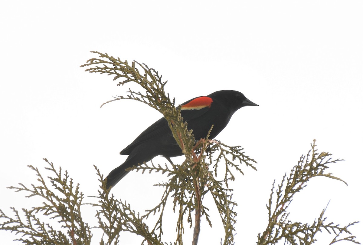 Red-winged Blackbird - ML315737511