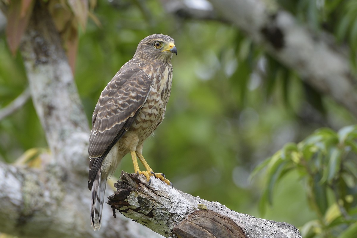 Roadside Hawk - ML315737531