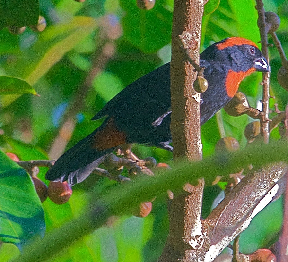 Puerto Rican Bullfinch - ML31573771