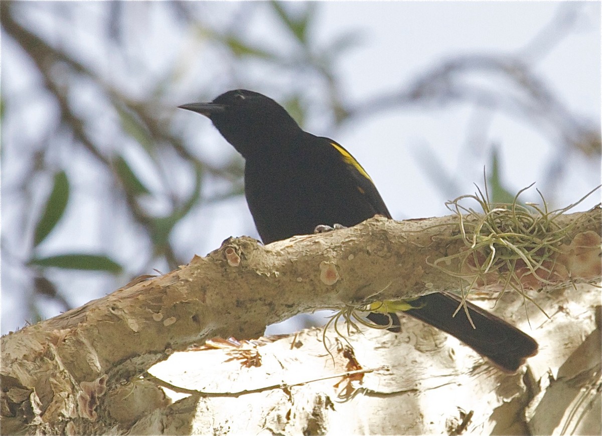 Puerto Rican Oriole - ML31573821