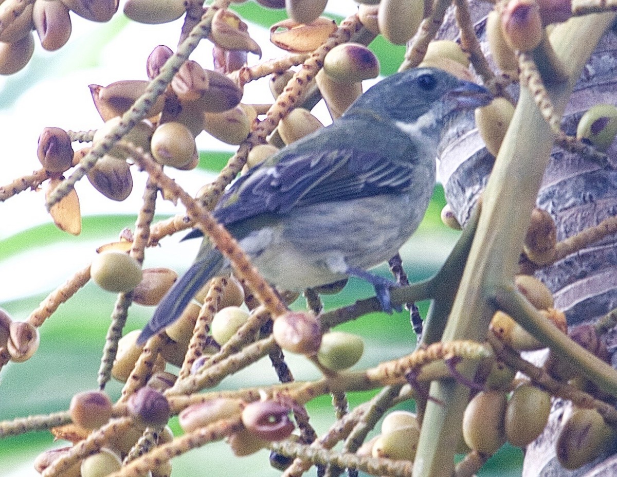 Puerto Rican Spindalis - Karl Overman