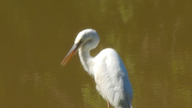 Garza Azulada (occidentalis) - ML315738501