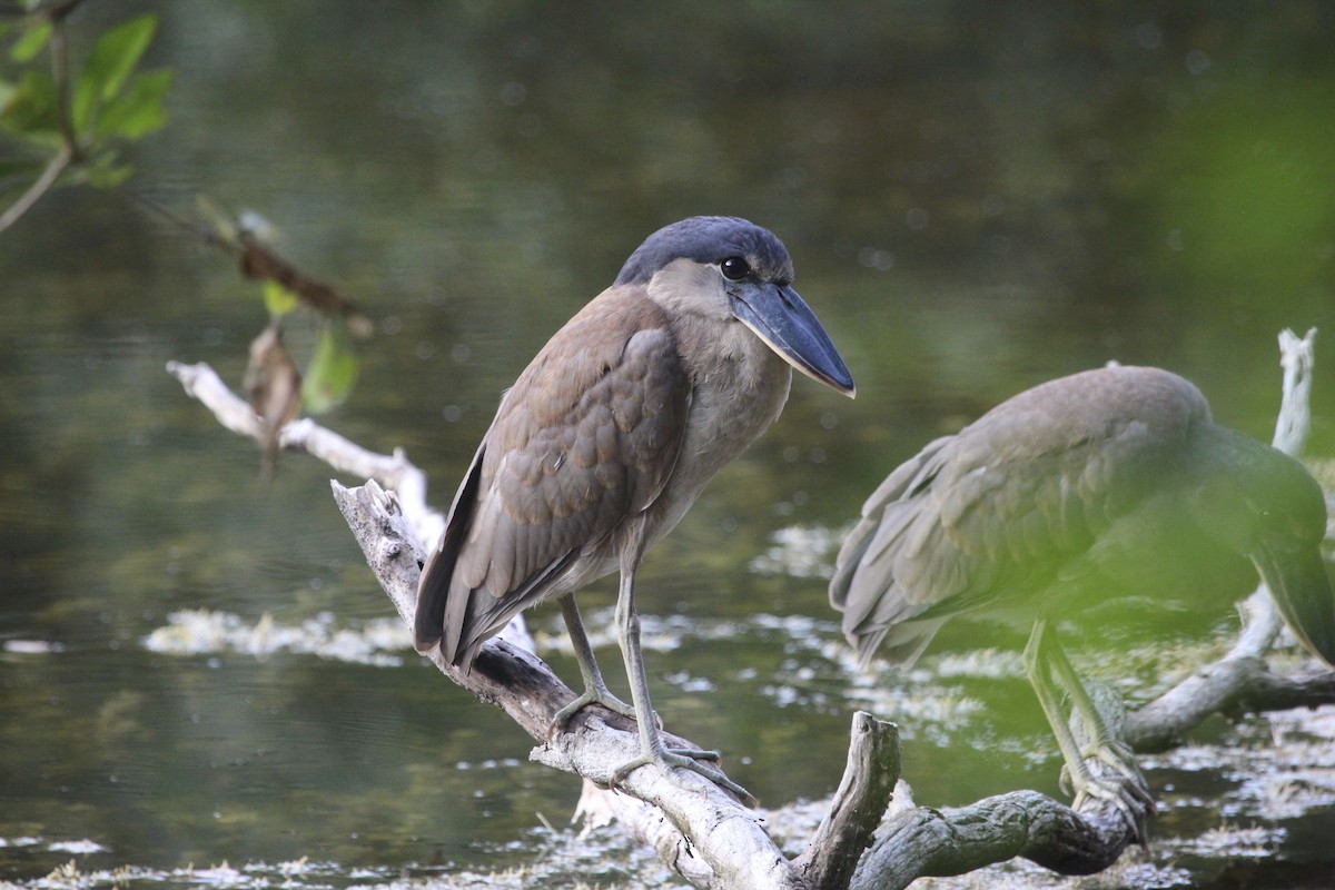 Boat-billed Heron - ML315738661