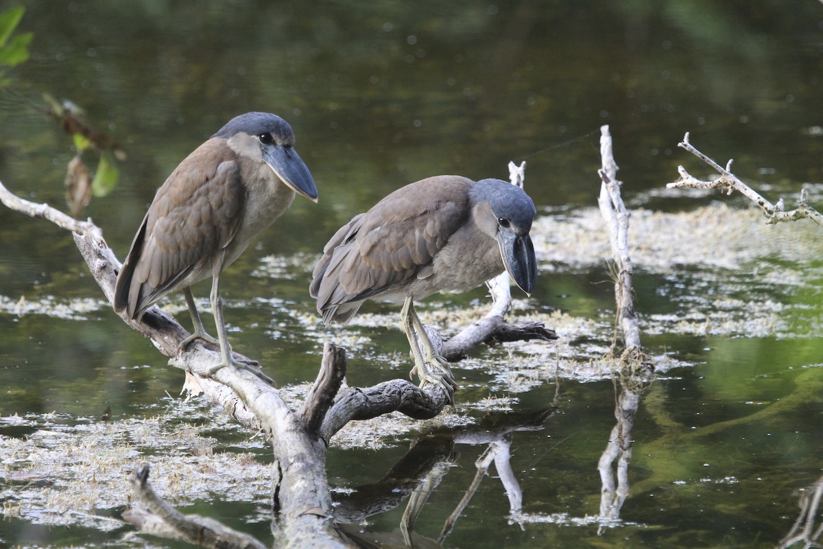 Boat-billed Heron - Sylvie Vanier🦩