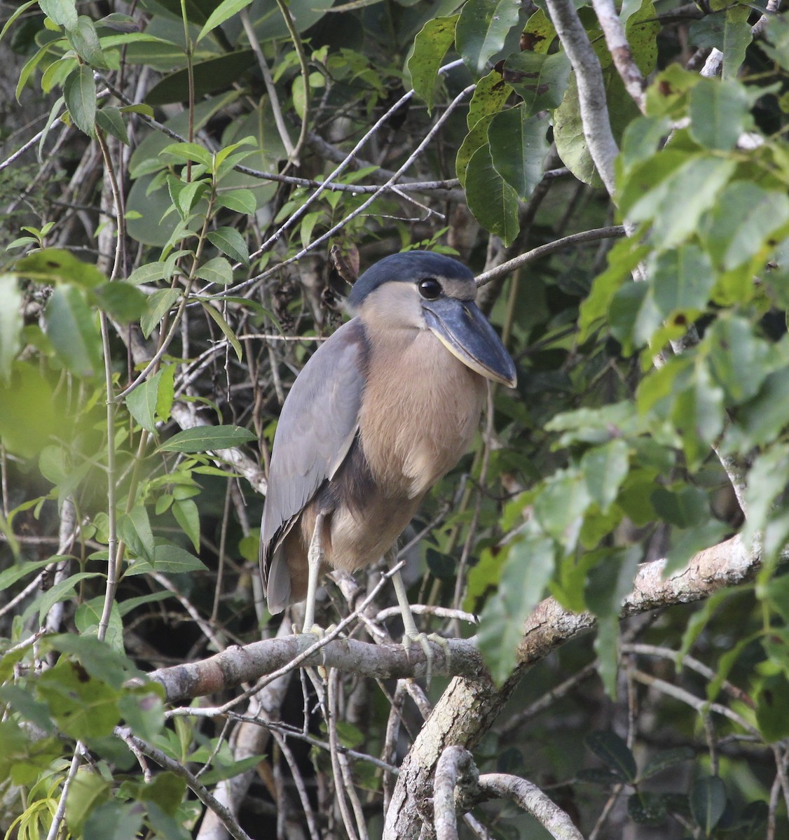 Boat-billed Heron - Sylvie Vanier🦩