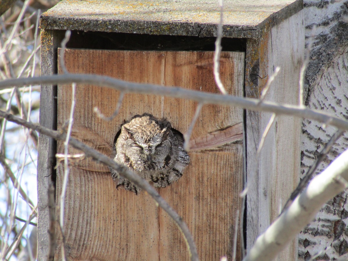 Western Screech-Owl - ML315738761