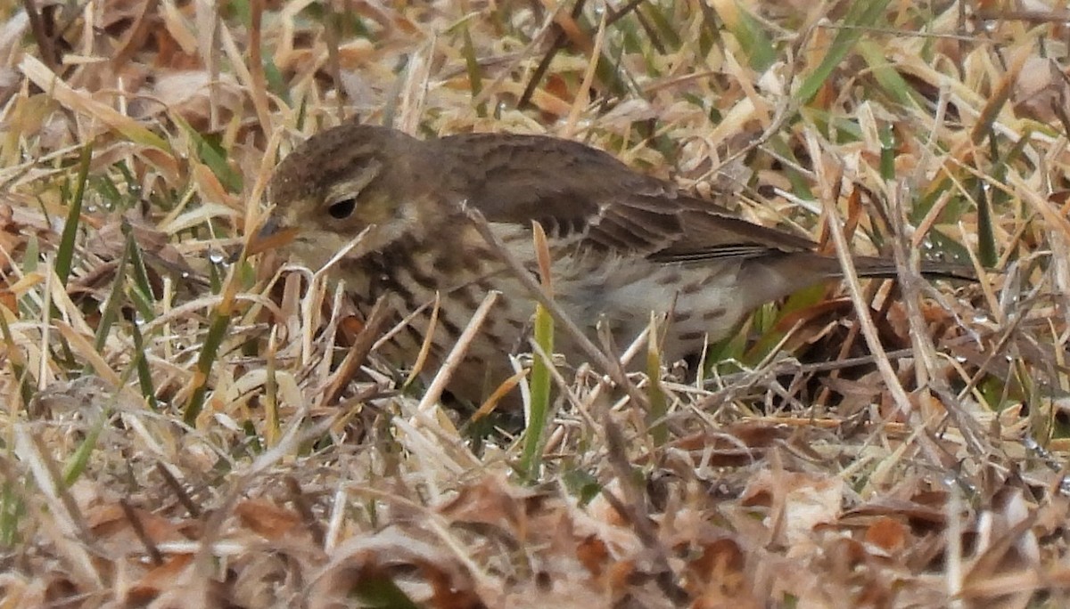 American Pipit - Carol Baird Molander