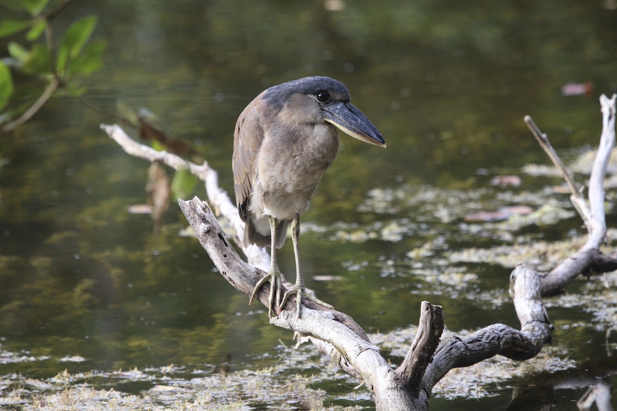 Boat-billed Heron - ML315740341