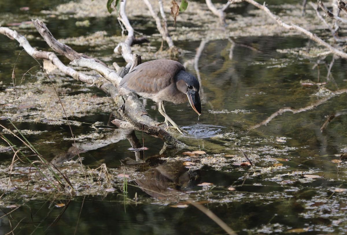 Boat-billed Heron - ML315740931