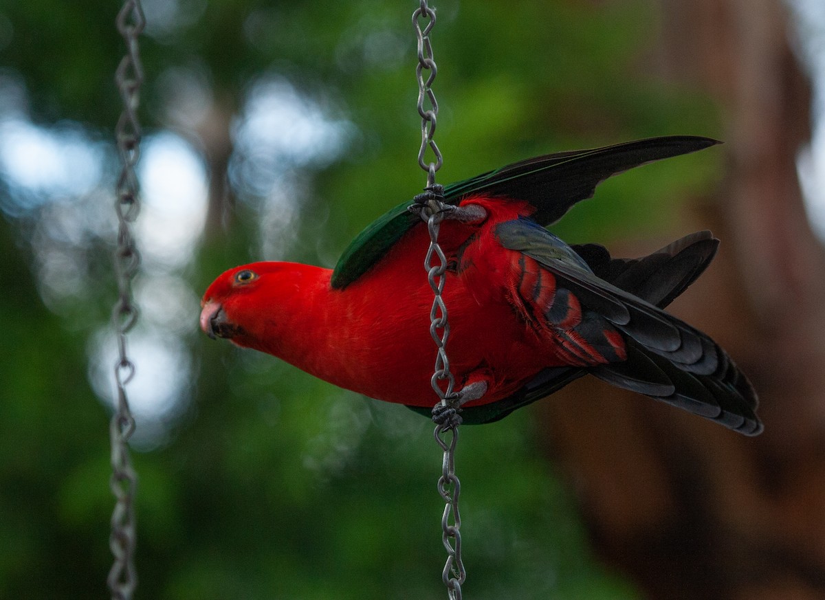 Australian King-Parrot - ML315742421