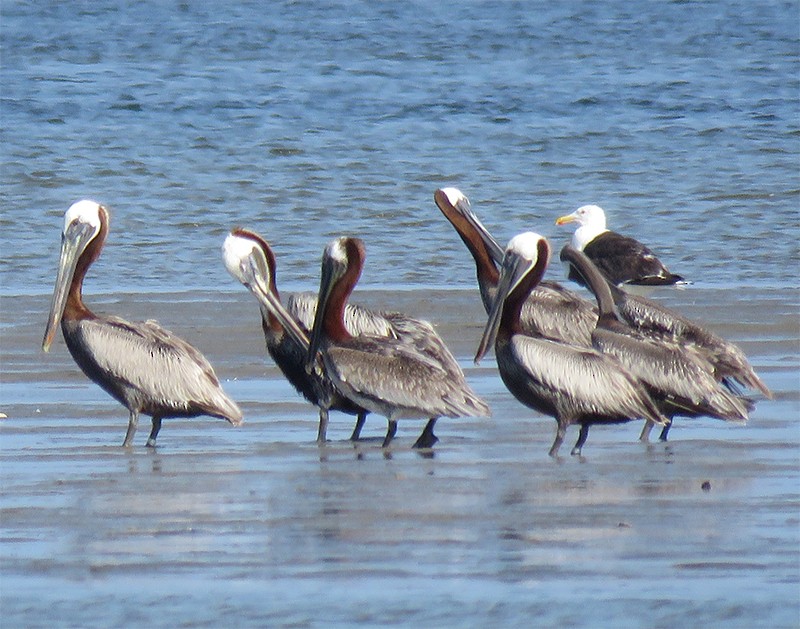 Brown Pelican (Atlantic) - Karen Lebing