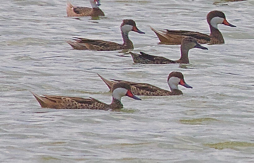 White-cheeked Pintail - ML31574271