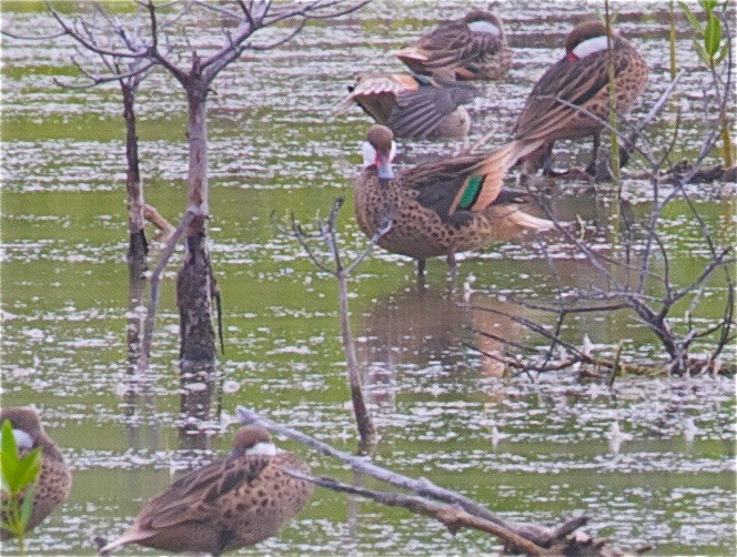 White-cheeked Pintail - ML31574291