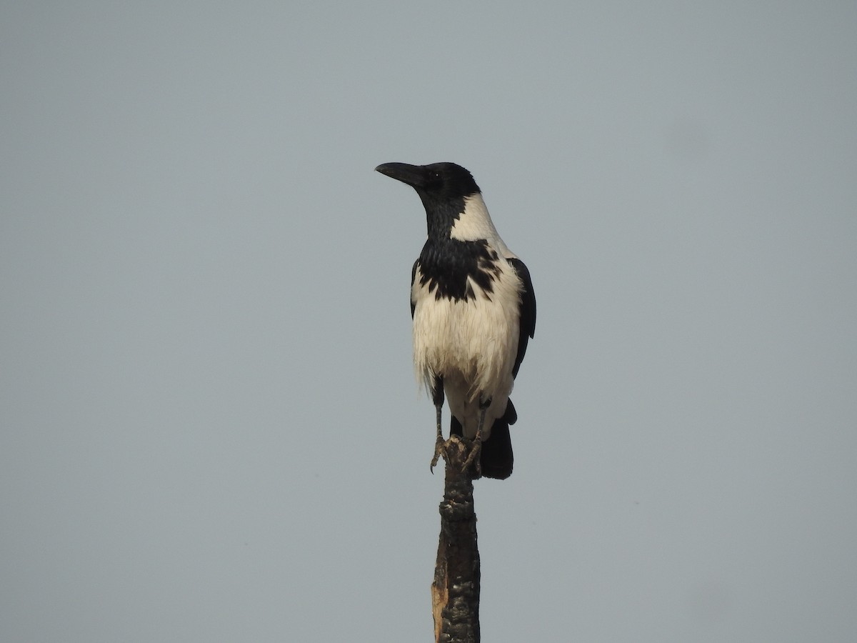 Hooded Crow (Mesopotamian) - ML315743231