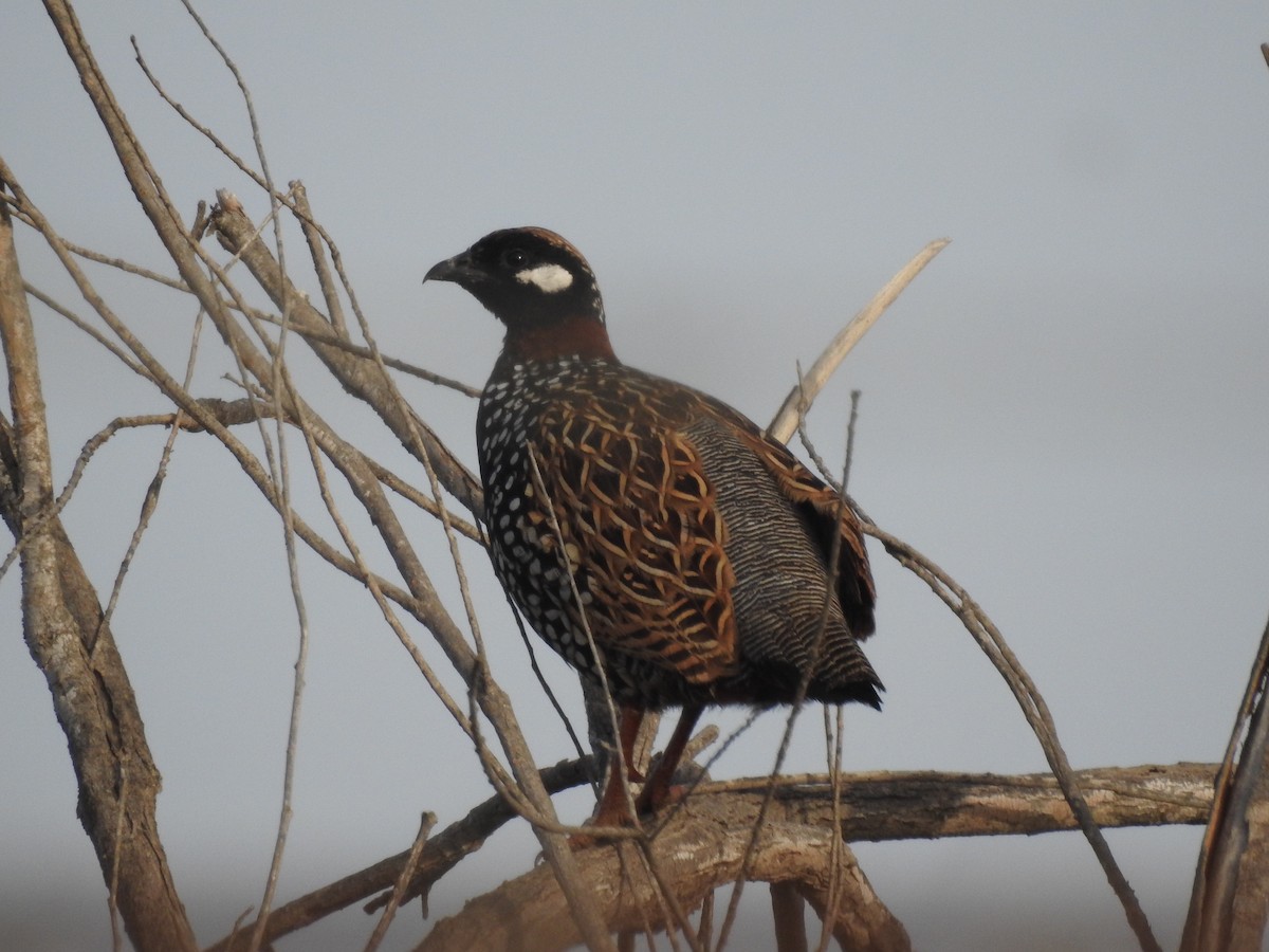 Black Francolin - ML315743451