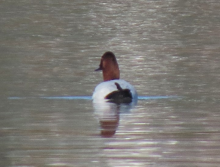 Canvasback - Matthew Hunter