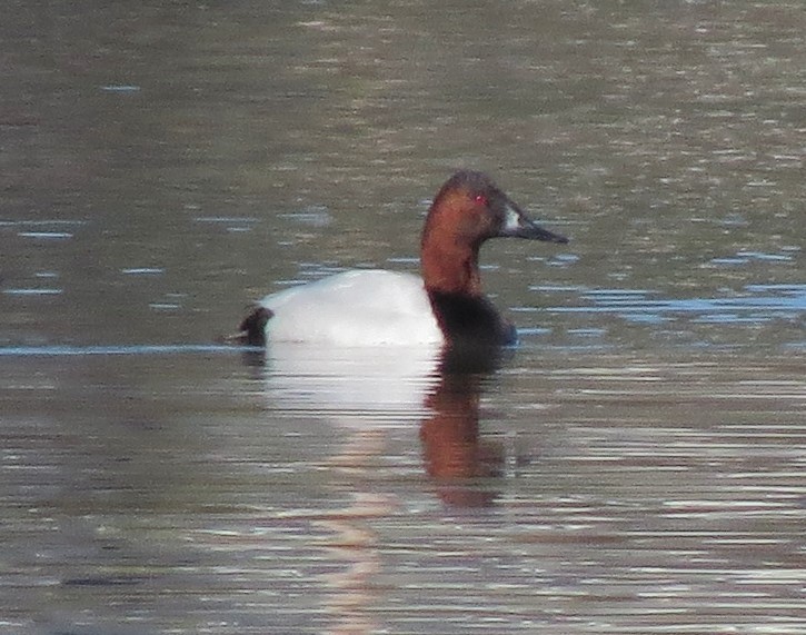 Canvasback - ML31574371