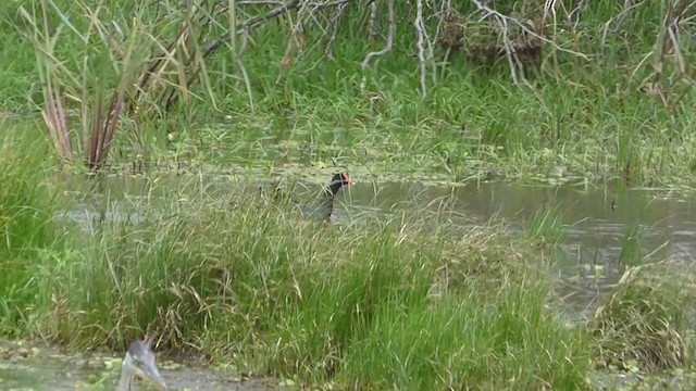 Gallinule d'Amérique - ML315744231