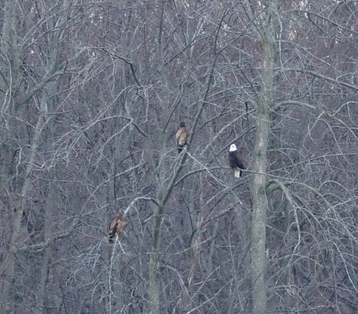 orel bělohlavý - ML315746391