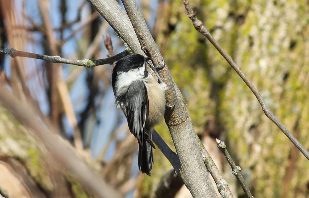 Black-capped Chickadee - ML315749911