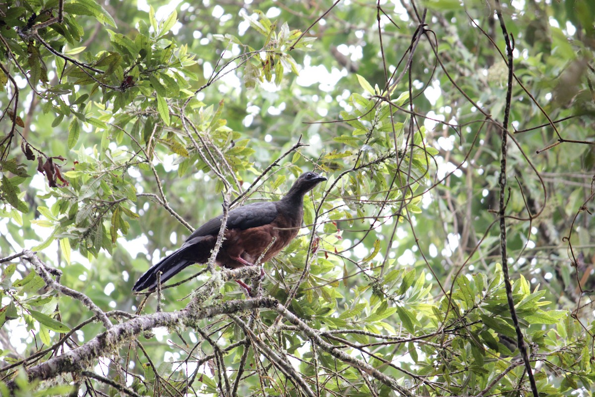 Sickle-winged Guan - Doug Korver