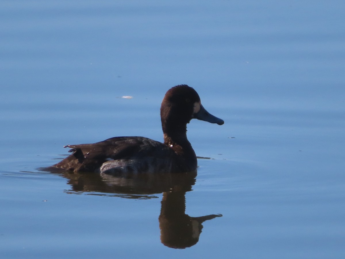 Greater/Lesser Scaup - ML315750231