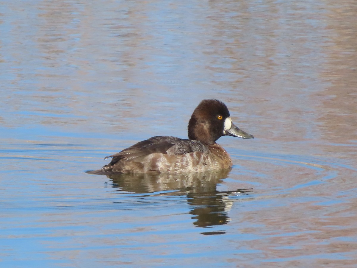 Greater/Lesser Scaup - ML315750241