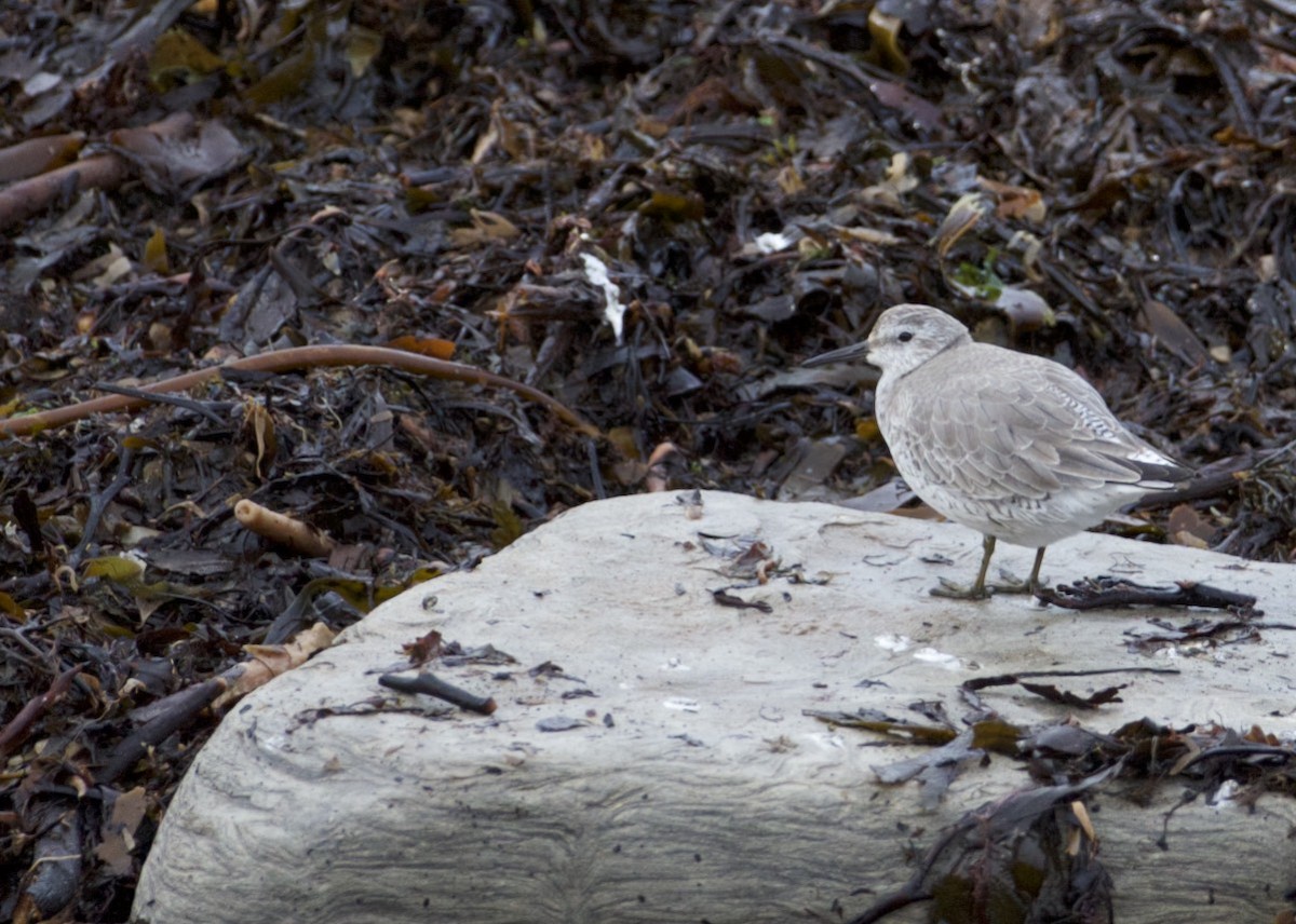 Red Knot - ML315751961