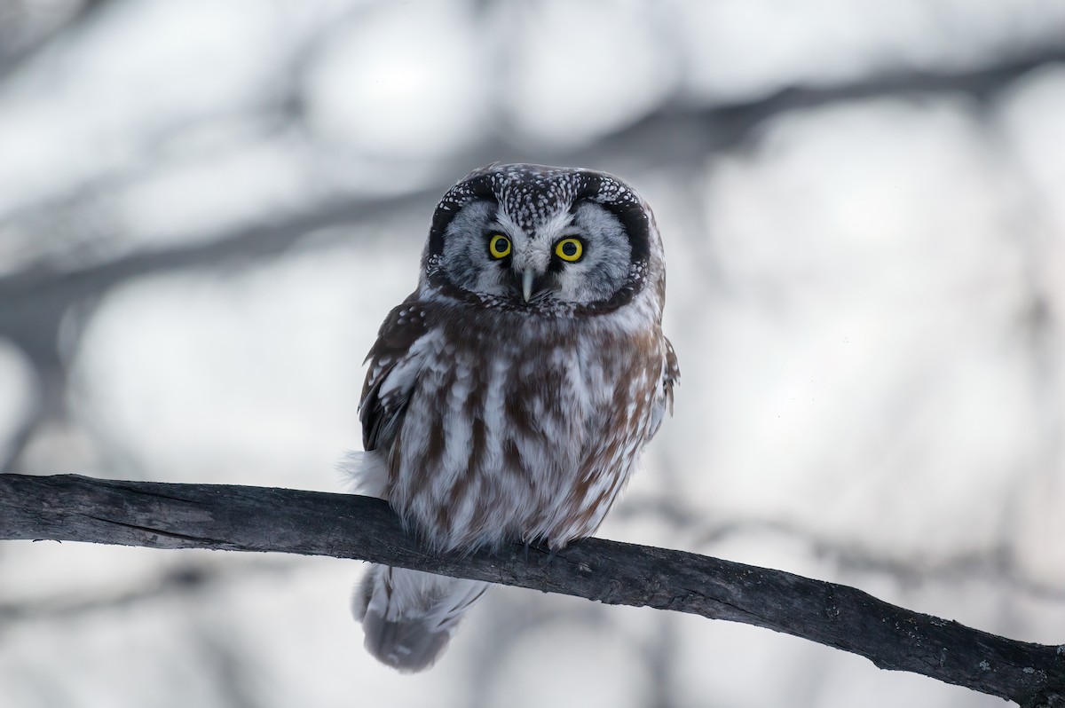 Boreal Owl - ML315752881