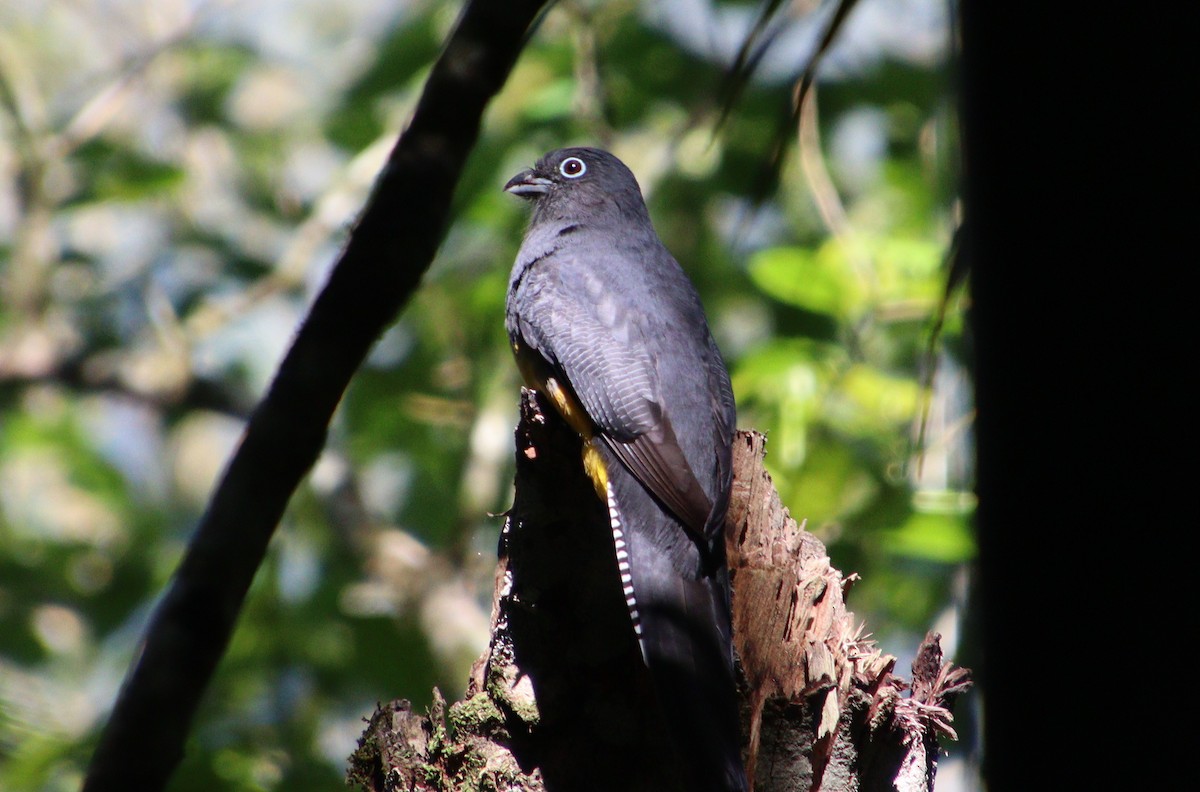 trogon zelenohřbetý - ML315753621