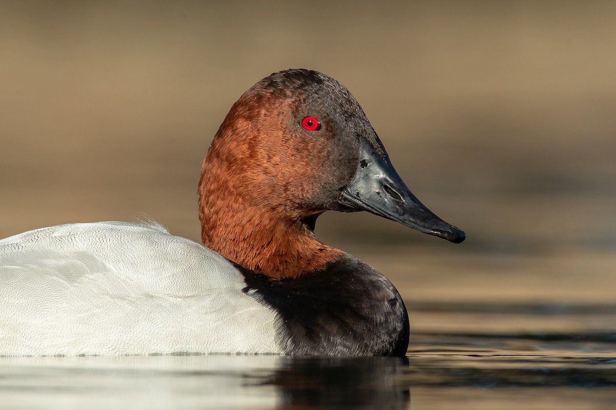 Canvasback - ML315754691