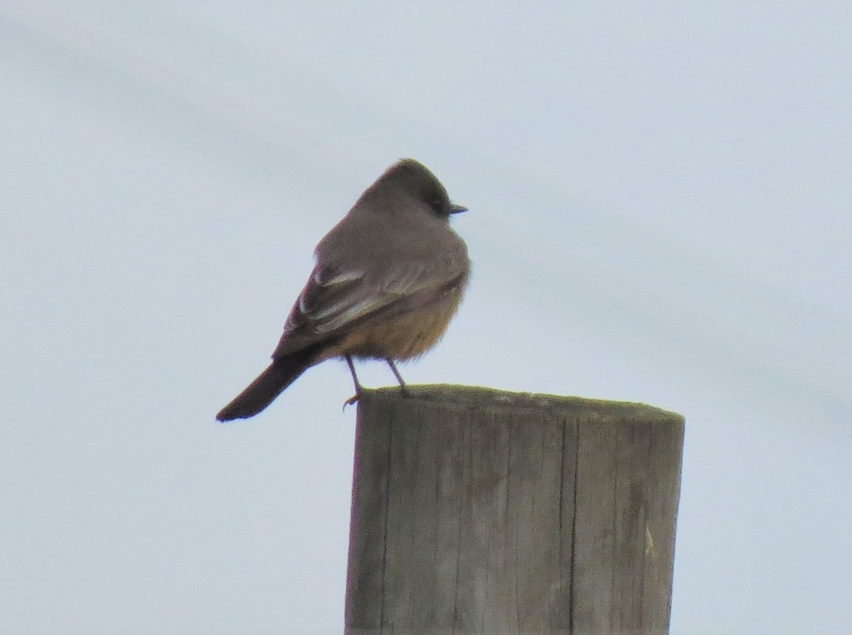 Say's Phoebe - Matthew Hunter