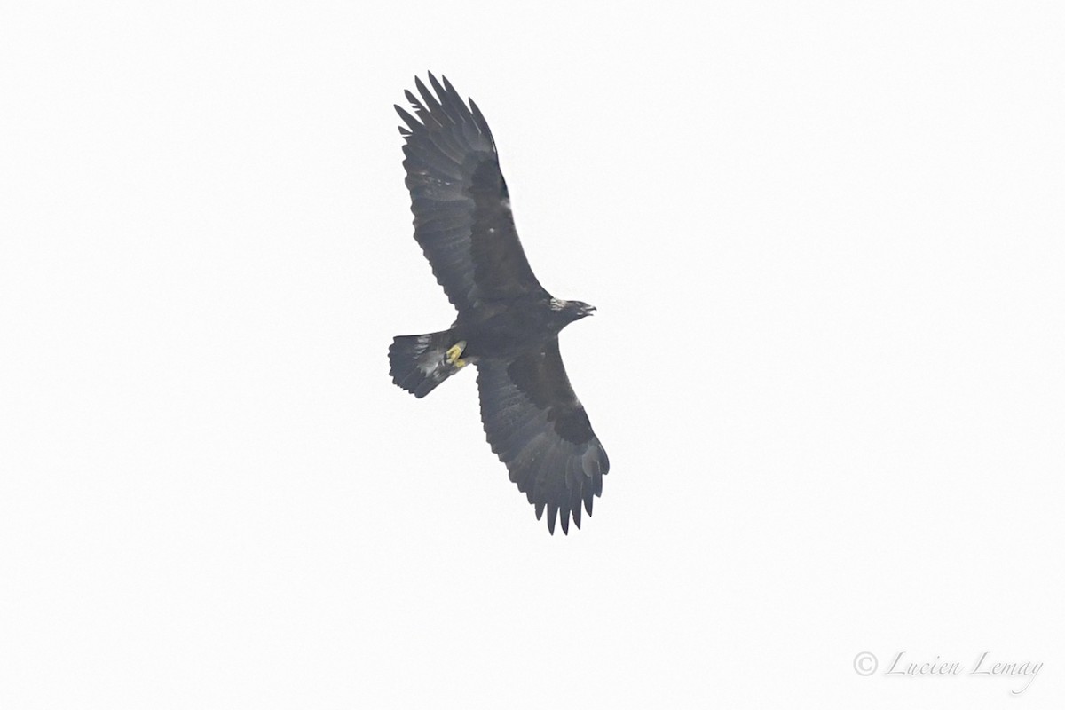 Golden Eagle - ML315755981