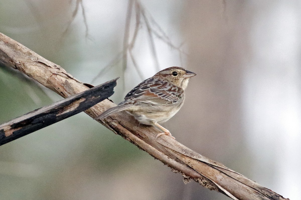 Bachman's Sparrow - ML315756011